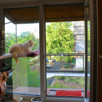 Вольер для кота. На окно.